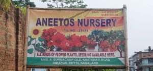 Aneetos Nursery dimapur green house plants flowers seedling in dimapur