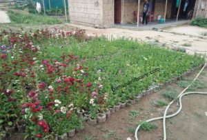 Manik nursery plantatation dimapur greenghouse in dimapur flower seeds for plantation