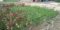 Manik Nursery