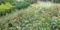 R.D. Nursery