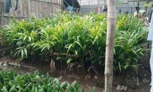 abdul nursey plant plantation in dimapur nagaland