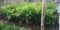 Abdul Nursery