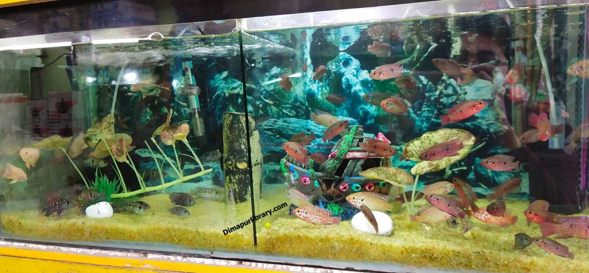 Aquarium and sales pet center